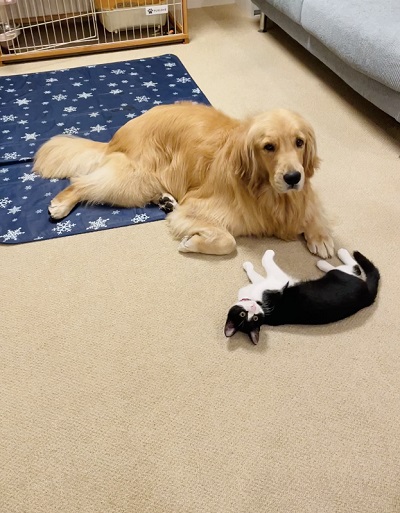 先住犬と保護子猫