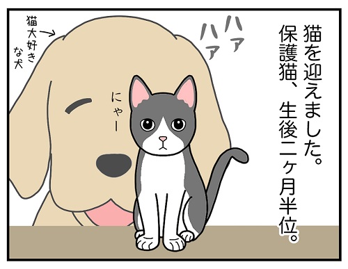 先住犬と保護子猫