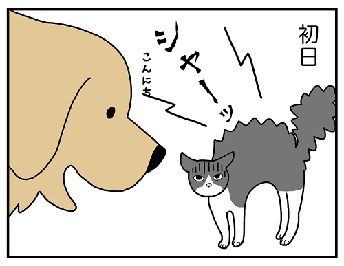 先住犬と保護子猫