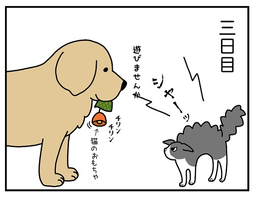 先住犬と保護子猫