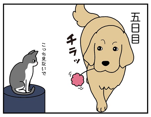 先住犬と保護子猫