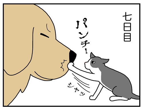 先住犬と保護子猫