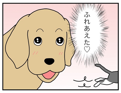 先住犬と保護子猫