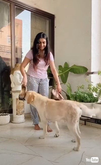 コーディネートの手伝いをするワンちゃん