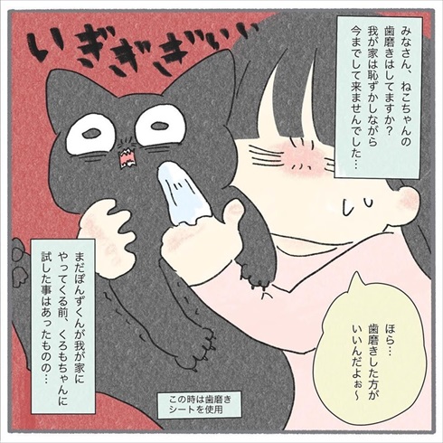 猫たちに歯みがきをしてみたら