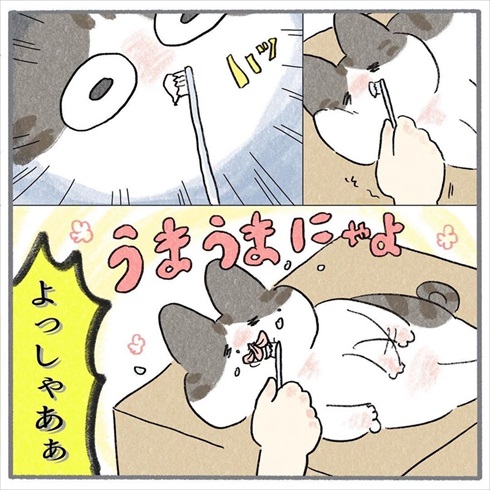 猫たちに歯みがきをしてみたら