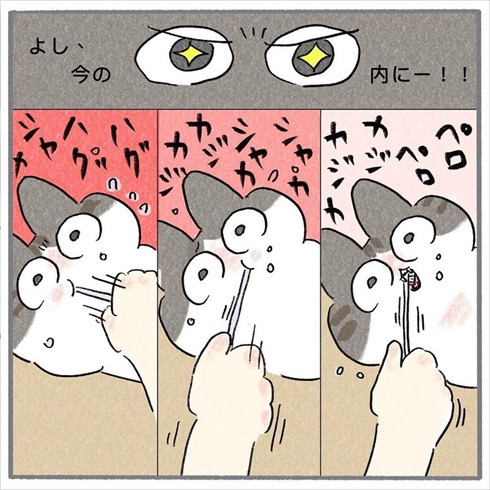 猫たちに歯みがきをしてみたら