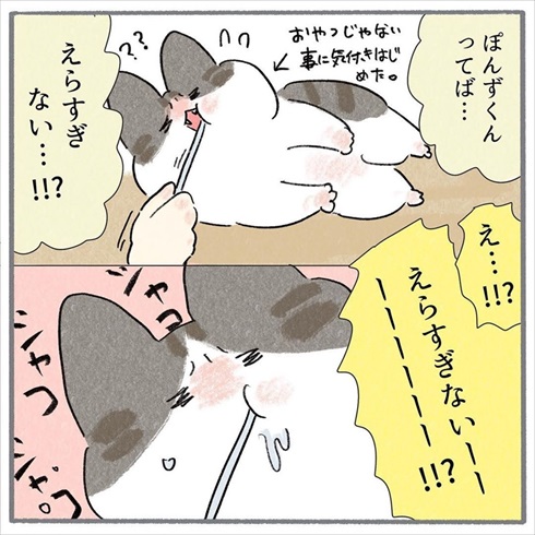 猫たちに歯みがきをしてみたら