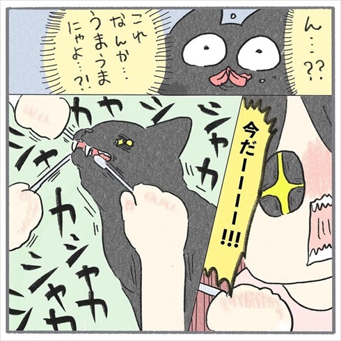 猫たちに歯みがきをしてみたら