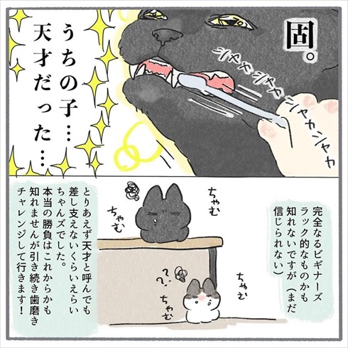 猫たちに歯みがきをしてみたら