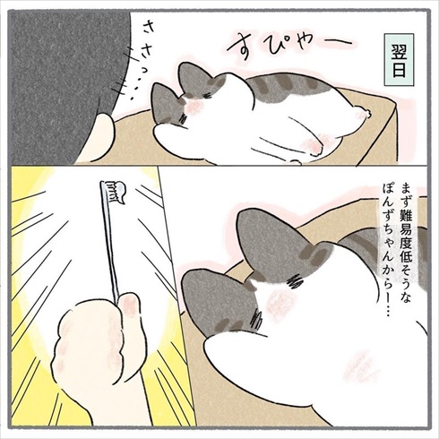 猫たちに歯みがきをしてみたら