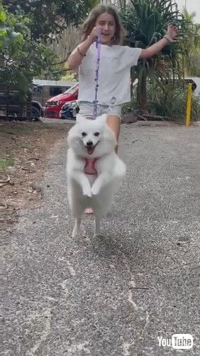 「Dog Hops On Their Back Feet While Running With Little Girl - 1263843」