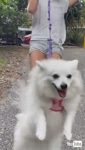 「Dog Hops On Their Back Feet While Running With Little Girl - 1263843」