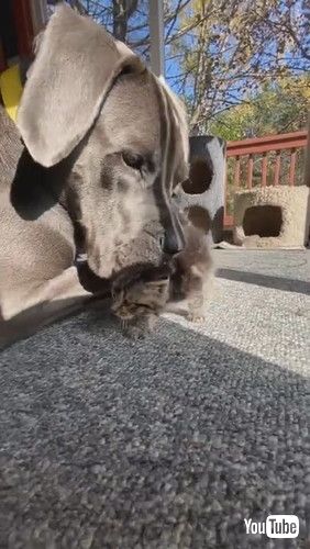 「Large Dog Shows Love to Tiny Kitten || ViralHog」
