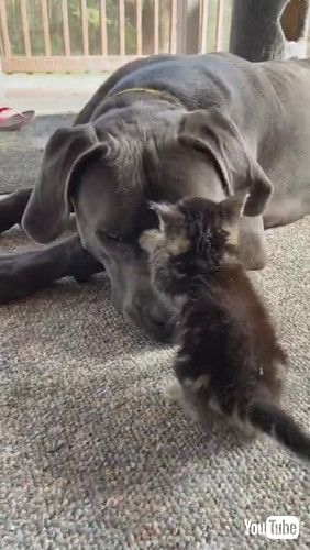 「Large Dog Shows Love to Tiny Kitten || ViralHog」