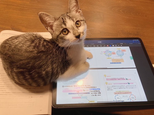 iPadで暖を取るこししゃもちゃん