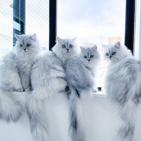 猫 チンチラ帝国 大家族