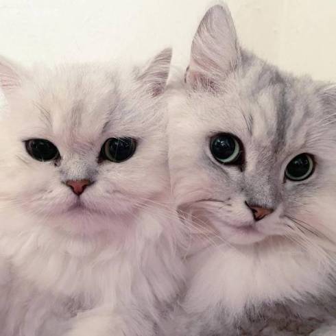 猫 チンチラ帝国 大家族