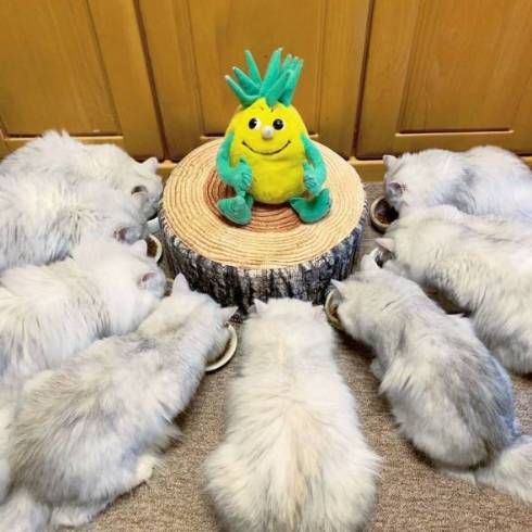 猫 チンチラ帝国 大家族