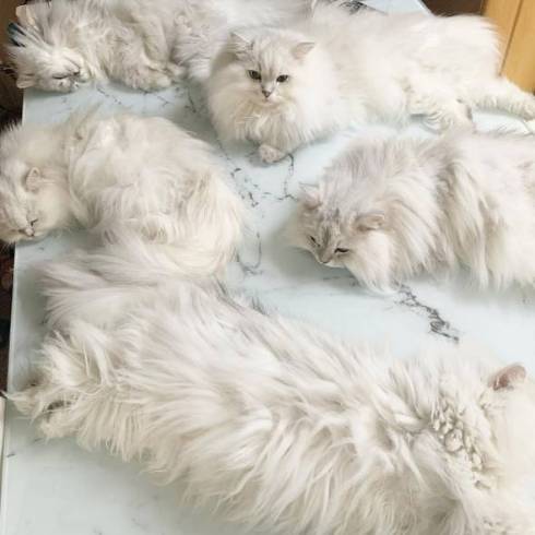 猫 チンチラ帝国 大家族