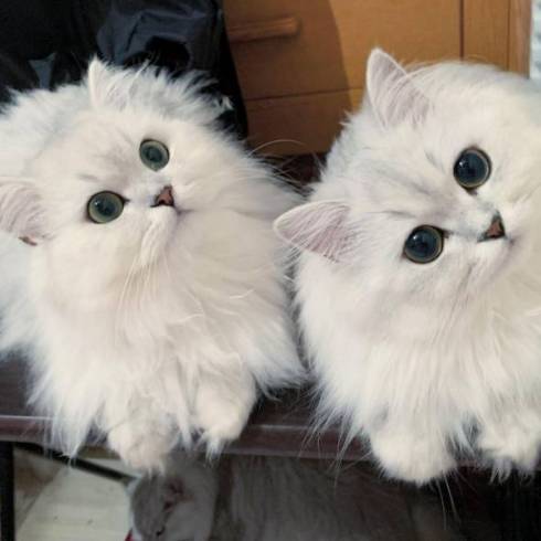 猫 チンチラ帝国 大家族