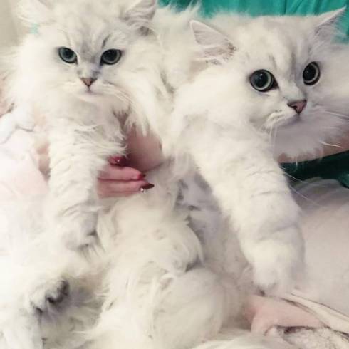 猫 チンチラ帝国 大家族