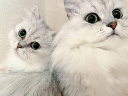 猫 チンチラ帝国 大家族