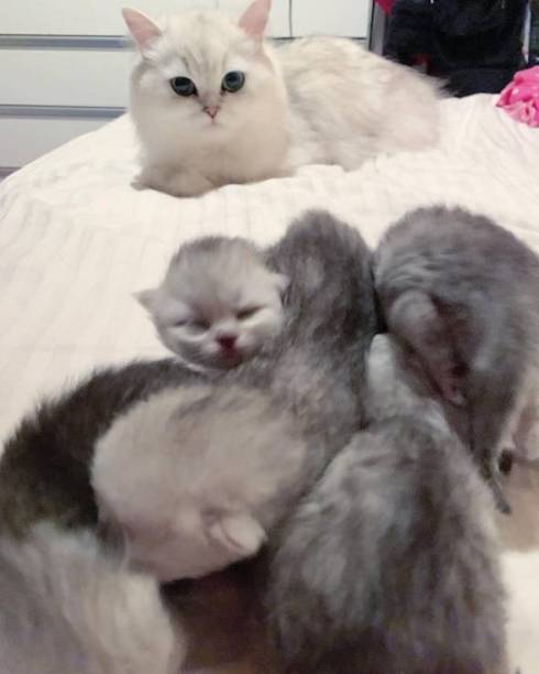 猫 チンチラ帝国 大家族