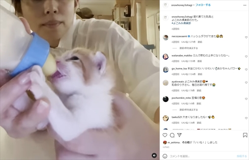 石田ゆり子 ミルクボランティア ちびた 猫 犬 ペット インスタ