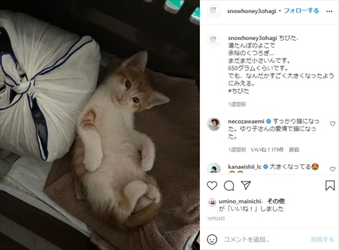 石田ゆり子 ミルクボランティア ちびた 猫 犬 ペット インスタ