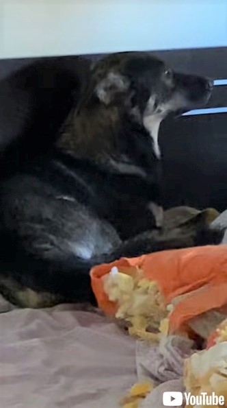 飼い主さんと目を合わそうとしない犬