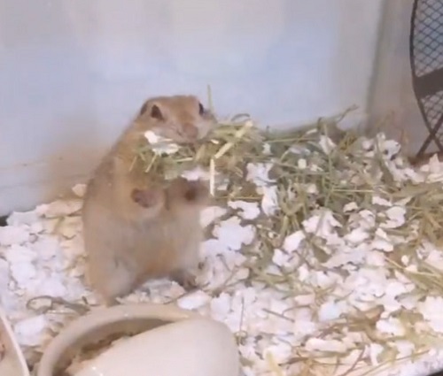 バク宙前フェリックスくん