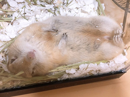 フェリックスくんのおなか