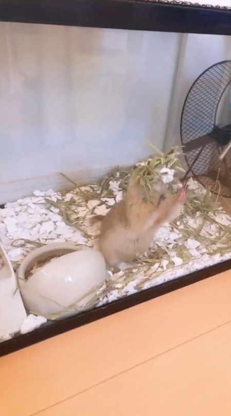 バク宙前にためるフェリックスくん