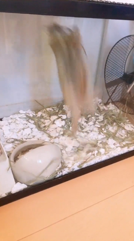 バク宙中フェリックスくん