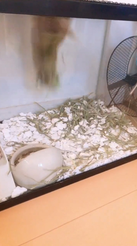 バク宙中フェリックスくん着地寸前