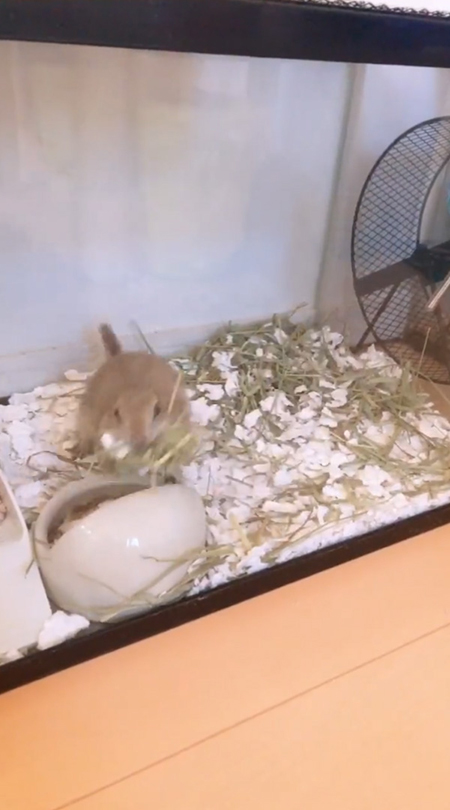 フェリックスくん着地