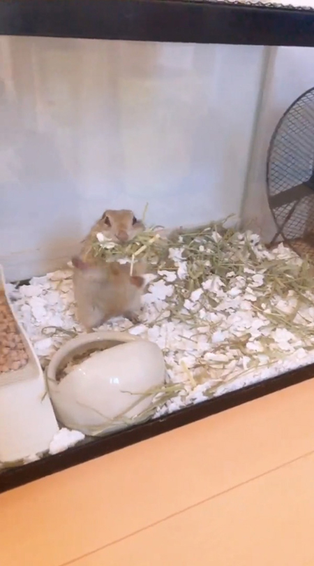 フェリックスくん拍手カメラ目線