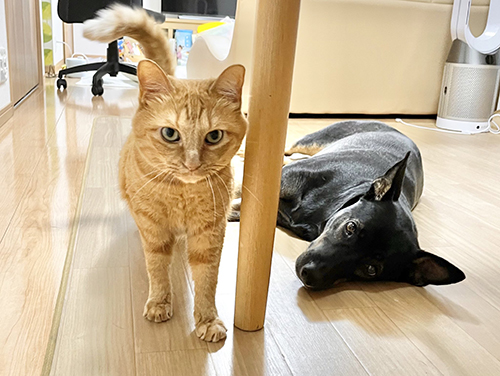 ご飯催促する2匹