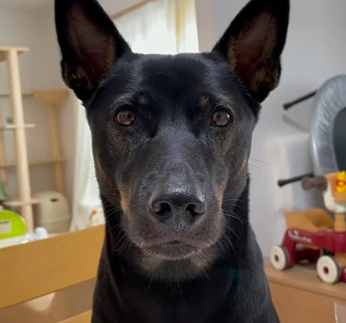 トーストがほしい犬