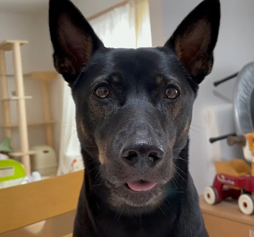 ちょっと舌が出たマグちゃん