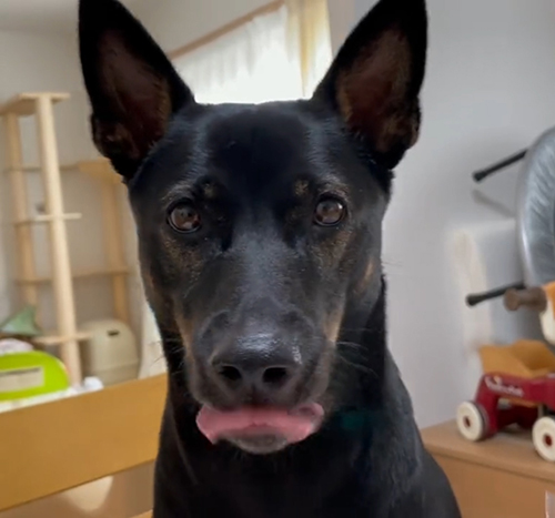 舌で鼻をなめるマグちゃん