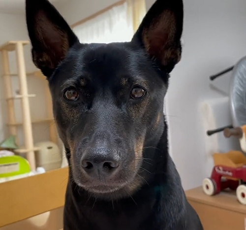 動画最後のマグちゃん