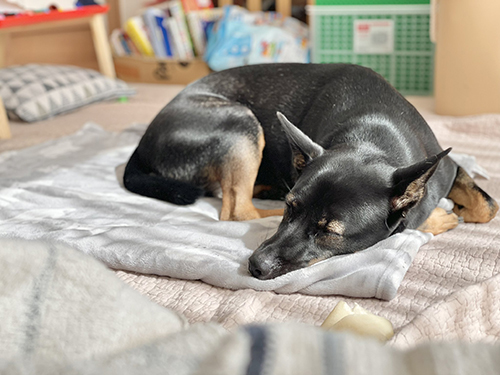 眠るマグちゃん