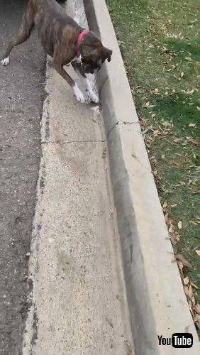 「Brindle Boxer Goes With The Flow || ViralHog」