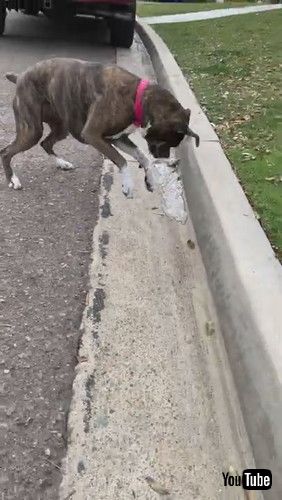 「Brindle Boxer Goes With The Flow || ViralHog」