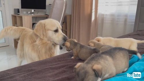 「Golden Retriever Meets Puppies for the First Time」
