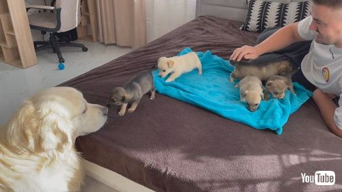 「Golden Retriever Meets Puppies for the First Time」