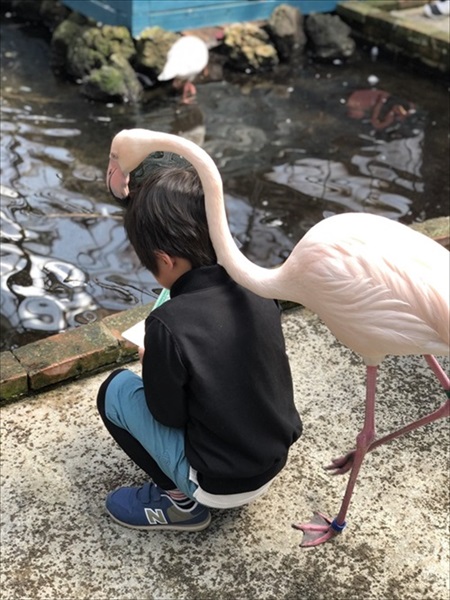 観察する息子をのぞき見するフラミンゴ