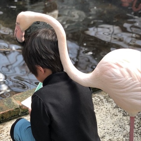 観察する息子をのぞき見するフラミンゴ